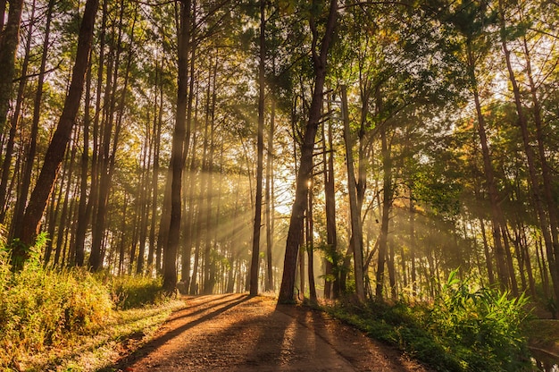 Zdjęcie poranne słońce rozproszone w sosnowym lesie z mgłą. rozpocznij dzień od świeżości.