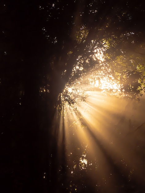 Zdjęcie poranne słońce świeci przez las