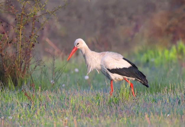 Poranne zmartwienia bocianów białych