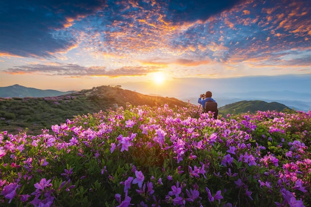 Zdjęcie poranny i wiosenny widok różowych kwiatów azalii na górze hwangmaesan w pobliżu hapcheongun w korei południowej