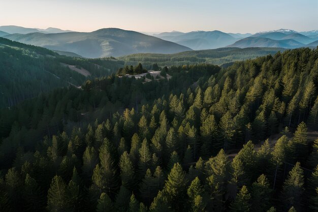 Poranny las sosnowy w górach z perspektywy lotniczej