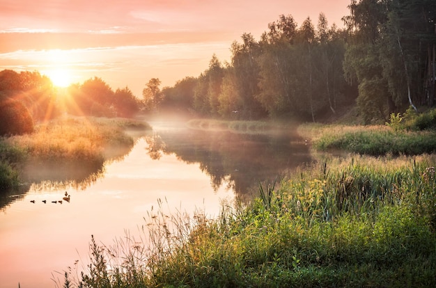 Poranny letni krajobraz z kaczkami w rzece i wschodem słońca