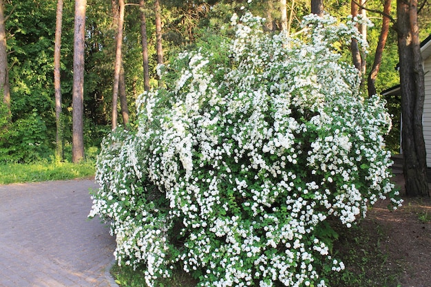 Zdjęcie poranny wschód słońca krzak białych bzów pyszni się na tle drzew tapeta na pulpit komputera