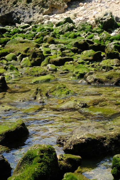 porośnięte mchem skały na plaży w tropikach. biały wapień o nieregularnym kształcie. skalista omszała plaża?