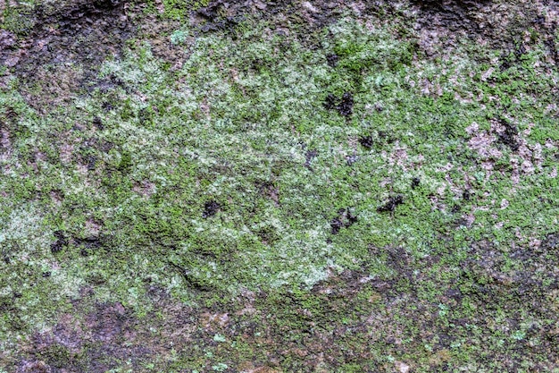 Zdjęcie porost mchu na kamieniu w lesie