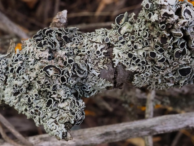 porost Parmelia sulcata na drzewie