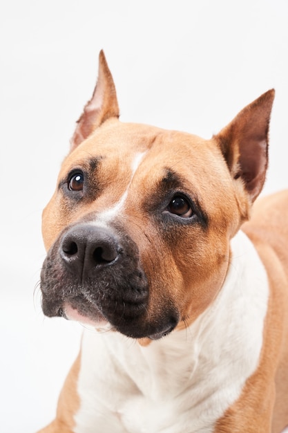 Portret American Staffordshire Terrier na białym tle. Zbliżenie pyska psa w studio