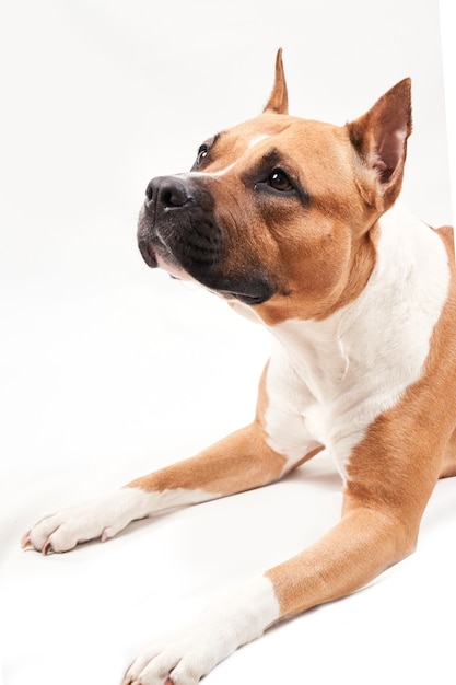 Portret American Staffordshire Terrier na białym tle. Zbliżenie pyska psa w studio