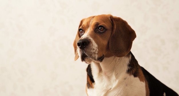 Portret amerykański beagle pies siedzi na łóżku psa, patrząc na bok