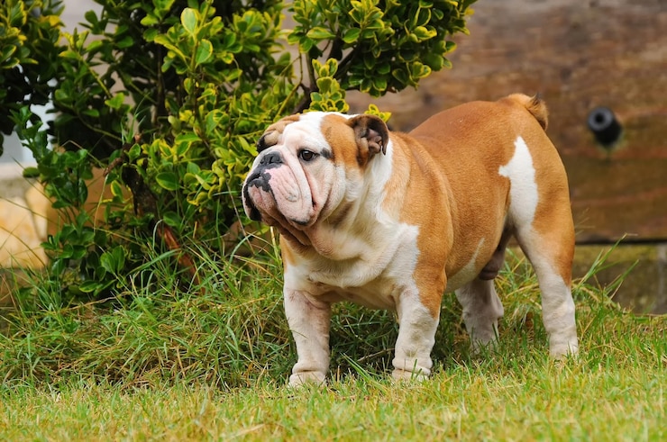 Zdjęcie portret angielskiego buldoga