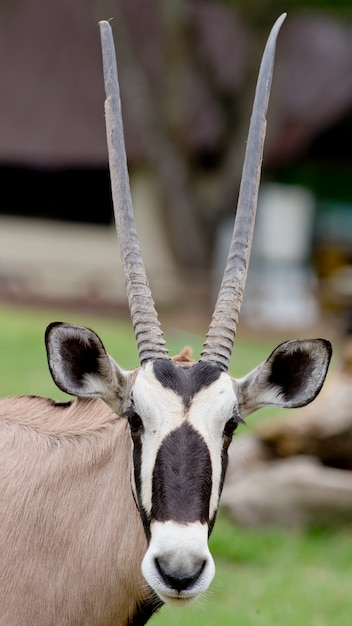 Portret antylopy Oryks południowy (Oryx gazella)