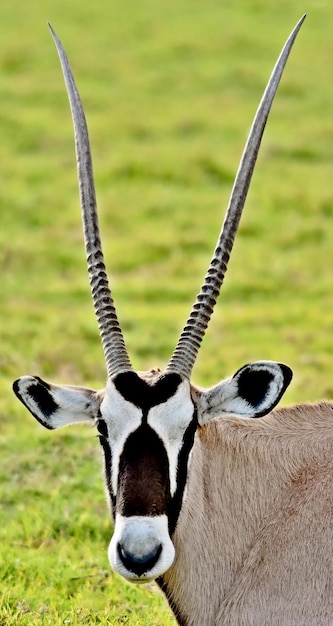 portret antylopy Oryx na łące