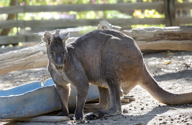 Portret australijskiego kangura w przyrodzie