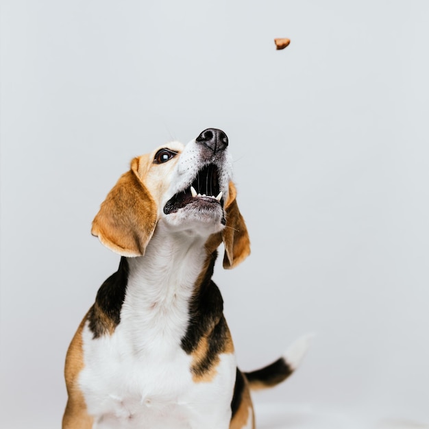 Portret Beagle otwierającego usta, próbującego złapać jedzenie i pokazującego różne zabawne twarze