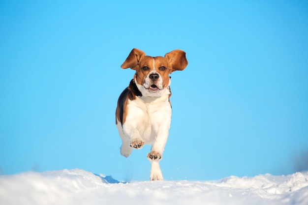 Portret Beagle pies w zimie, słoneczny dzień