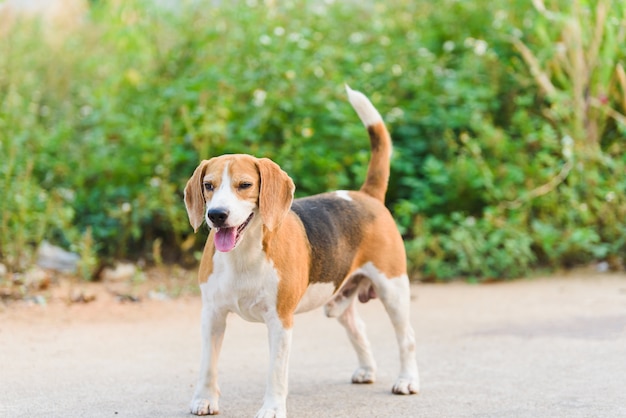 Portret Beagle