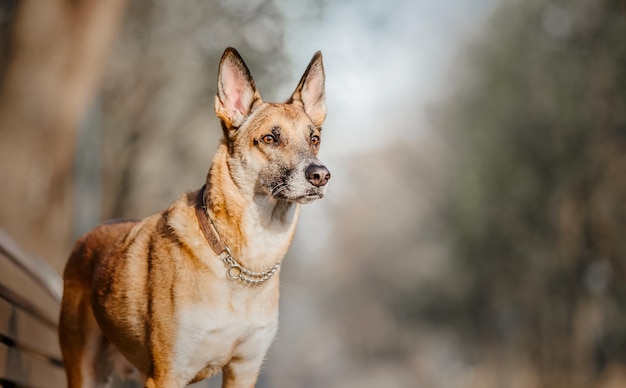 Portret belgijskiego pasterza malinois w krajobrazie miejskim