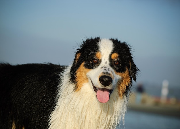 Zdjęcie portret berneńskiego psa górskiego