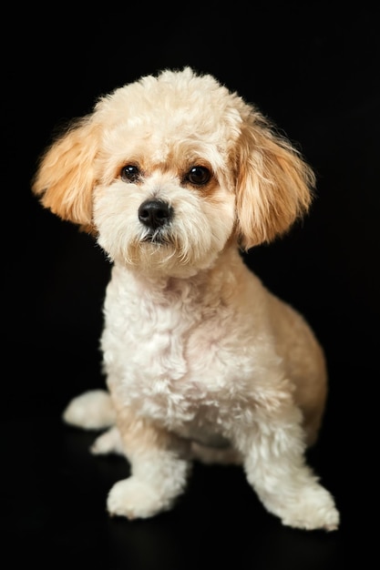 Portret beżowego szczeniaka Maltipoo na czarnym tle