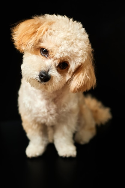 Portret beżowego szczeniaka Maltipoo