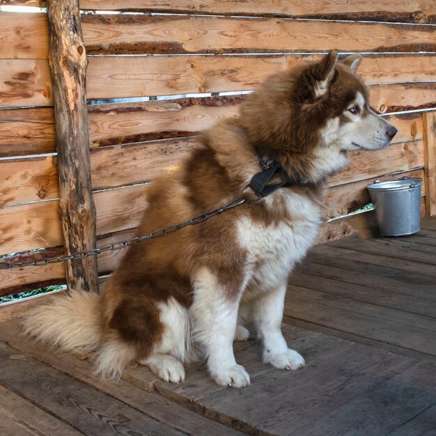 Zdjęcie portret beżowy i biały pies husky syberyjski siedzi na drewnianym moście