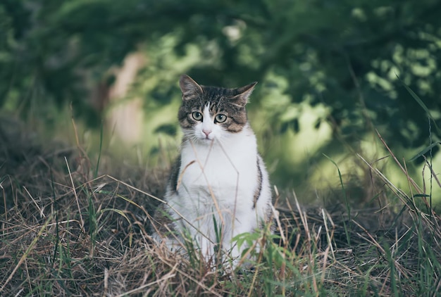 Portret bezpańskiego kota