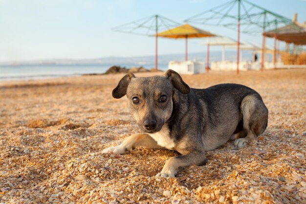 Portret bezpańskiego szczeniaka na plaży