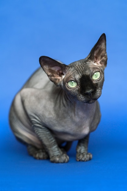 Portret bezwłosego kanadyjskiego kota sfinksa patrzącego na niebieskie tło aparatu