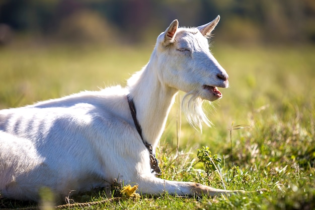 Portret biała koza z brodą w pozycji leżącej. Hodowla użytecznych koncepcji zwierząt.