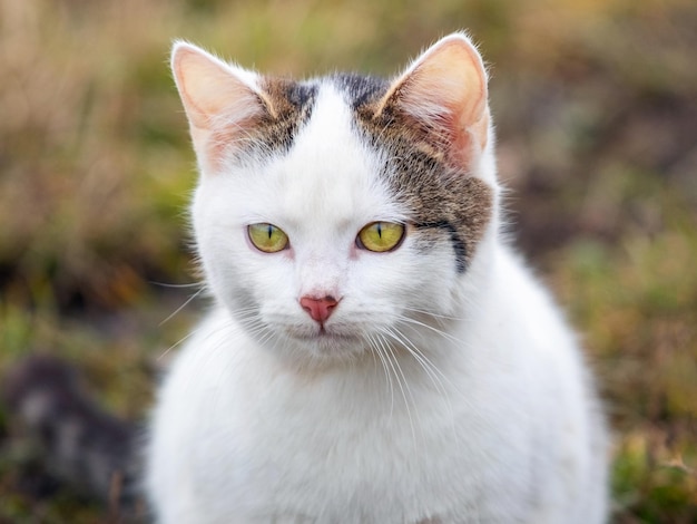Portret białego cętkowanego kota w ogrodzie na niewyraźnym tle