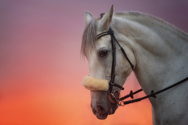 Portret białego konia o zachodzie słońca