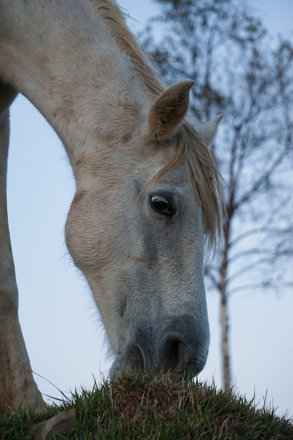 Portret Białego Konia