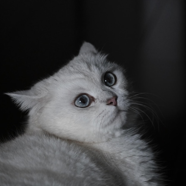 portret białego kota na podłodze