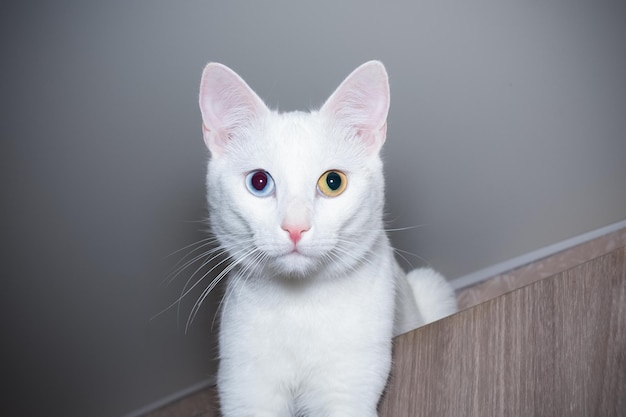 Portret białego kota o różnych niebieskich i żółtych oczach