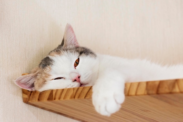 Portret białego kota spać w domu kota