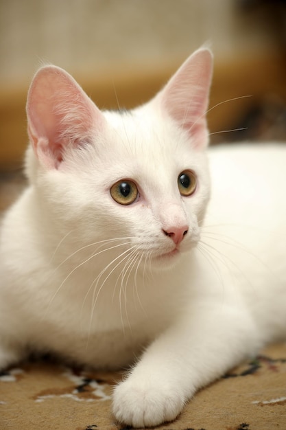 Portret białego kota z bliska
