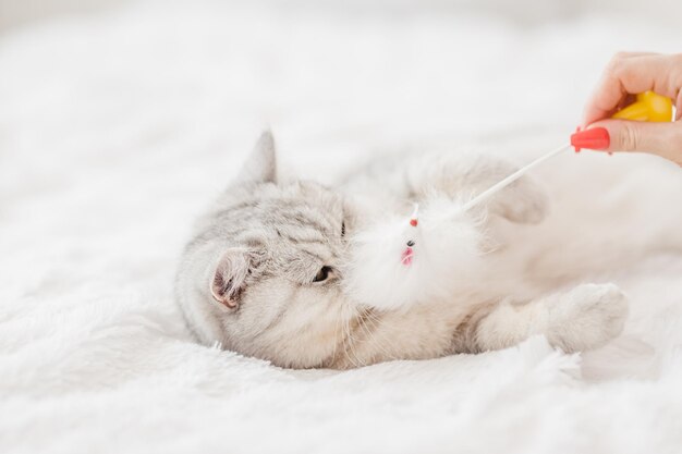 Portret białego kotka Piękna figlarna cipka Kot bawi się zabawką