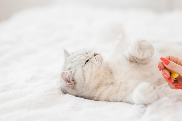 Zdjęcie portret białego kotka piękna figlarna cipka kot bawi się zabawką