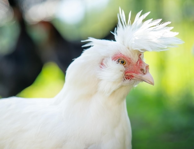 Portret białego kurczaka Polverara na zielonym tle naturalnych Kopiuj przestrzeń