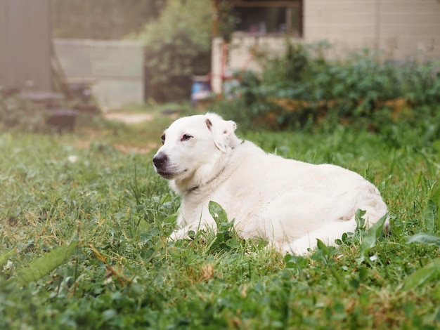 Portret białego psa leżącego na trawie
