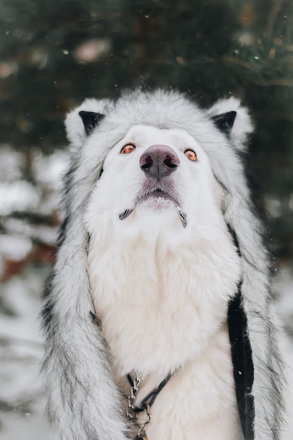 Zdjęcie portret białego psa na śniegu