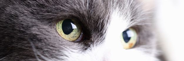 Zdjęcie portret biało-szarego kota z zielonymi oczami. koncepcja zwierzęta