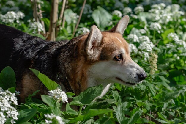 portret białobrązowego psa rasy Pembroke corgi w wiosennym lesie wśród zieleni i kwiatów