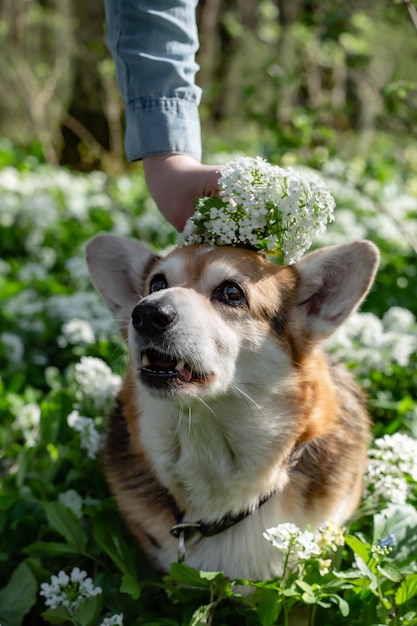 portret białobrązowego psa rasy Pembroke corgi w wiosennym lesie wśród zieleni i kwiatów