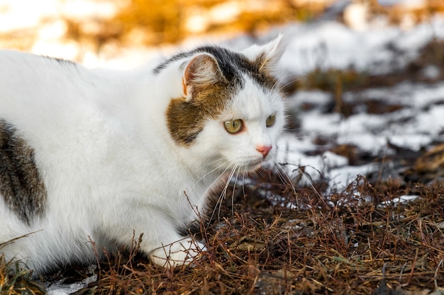 Portret biały kot cętkowany na tle topniejącego śniegu