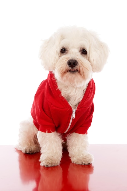 Portret bichon frise na stole