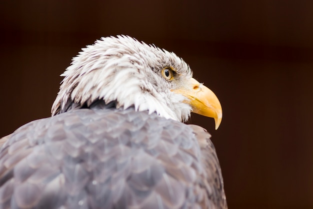 Portret bielik (łac. Haliaeetus leucocephalus)