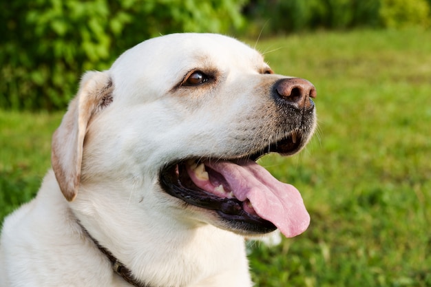 Portret Blond Labrador Retriever Pies Z Dużym Szczęśliwym Uśmiechem Na Zielonej Trawie