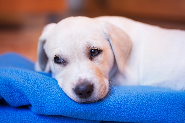 Portret Blond Szczeniaka Labrador Retriever Leżącego Na Kocu, Z Twarzą śpiącą.