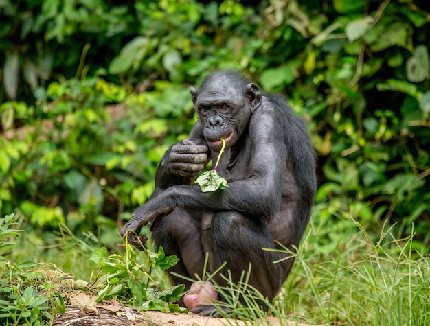 Portret bonobo w przyrodzie